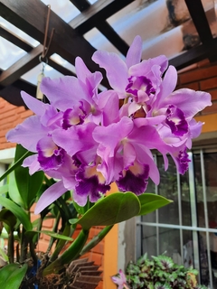 Adubo Orgânico MCL Para Orquídeas 500g - Orquidário Hortolândia