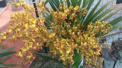 Orquídea Sumaré (Cyrtopodium punctatum) - comprar online