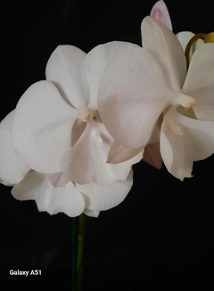 Phalaenopsis Charming big lip - comprar online