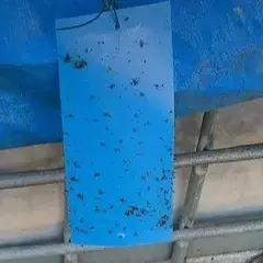 Armadilha adesiva captura insetos unidade - Orquidário Hortolândia