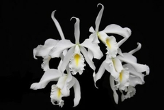 Cattleya maxima alba pré adulta