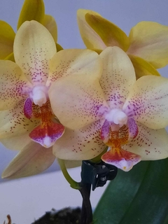 Phalaenopsis Baby Chad - comprar online