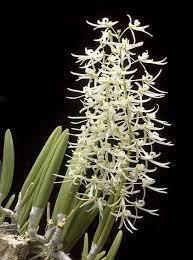 Dockrillia(Dendrobium) wassellii ADULTA - comprar online