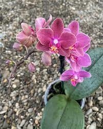 Phalaenopsis Diffusion (perfumada e folha pintalgada) na internet