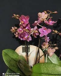 Phalaenopsis Diffusion (perfumada e folha pintalgada) - Orquidário Hortolândia