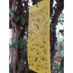 Armadilha adesiva amarela para captura de insetos - Orquidário Hortolândia