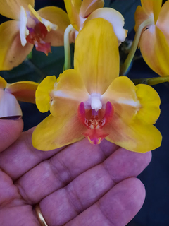 Phalaenopsis Fuller's Sunset pelórica - comprar online