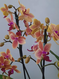 Phalaenopsis Multiflora Grazia - comprar online