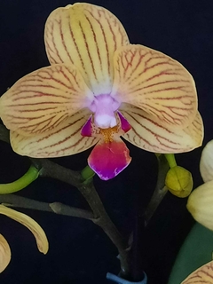 Phalaenopsis Lima Yellow - comprar online