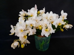 Phalaenopsis Joy Spring Venus