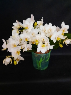 Phalaenopsis Joy Spring Venus - comprar online