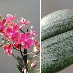 Phalaenopsis Diffusion (perfumada e folha pintalgada)