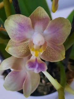 Phalaenopsis Lemon Spice