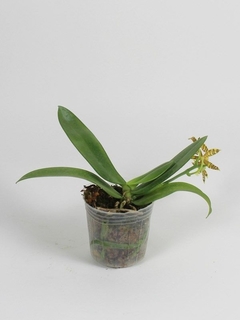 Phalaenopsis mannii - Orquidário Hortolândia