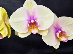 Phalaenopsis Pastel Kiss - Orquidário Hortolândia