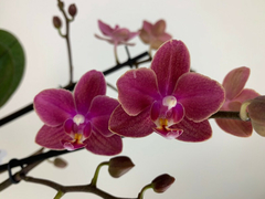 Phalaenopsis Diffusion (perfumada e folha pintalgada) - comprar online