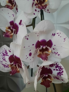 Phalaenopsis Picasso - comprar online