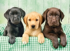39279 Rompecabezas Puzzle Clementoni 1000 Piezas Cachorros Labrador "SOBRE PEDIDO" - comprar en línea