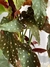 Begônia maculata - comprar online