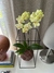 Orquídea Phalaenopsis - comprar online