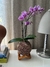 Orquídea Phalaenopsis - comprar online