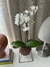 Orquídea Phalaenopsis - comprar online