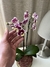 Orquídea Phalaenopsis - loja online