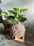 Mini Peperomia - loja online