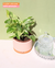 Jiboia Marble Queen com cachepot P