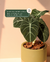 Alocasia black com cachepot M - comprar online