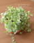 Dischidia oiantha variegata com cachepot P - comprar online