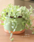 Dischidia oiantha variegata com cachepot P na internet