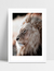 Quadro African Lion na internet