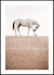 Quadro Cavalo Branco no Deserto