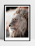 Imagem do Quadro African Lion