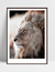 Quadro African Lion na internet