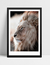 Quadro African Lion - comprar online