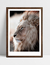 Quadro African Lion - loja online