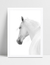 Quadro White Horse na internet