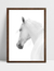Quadro White Horse - loja online