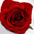 Rosa de Tecido Cor Vermelho 9cm un.