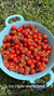 tomate Tenca en internet