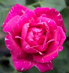 Rosa "Careless Love" en internet