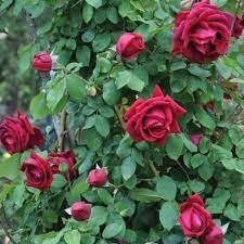 Rosa 'Crimson Glory' (HT) - comprar online