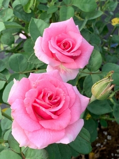 Rosa 'Santa Fe' (HT)