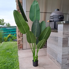 Planta Banano 160cm