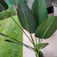 Planta Banano 160cm - comprar online