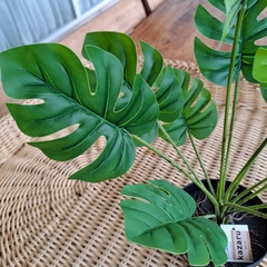 Planta Monstera 45cm - kazaru