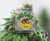 PANDA AUTO X5 - Poison seeds - comprar online