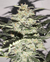 AK MANDARINE AUTO X5 - Poison seeds - comprar online